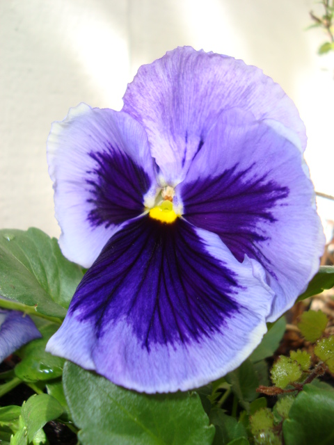 Pansy